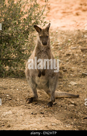 Debout sur ses pattes de Wallaby looking at camera Banque D'Images