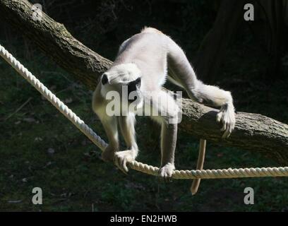 Les Indiens des plaines du Nord mâle langur gris (Semnopithecus animaux singe) cordes d'escalade à Apenheul Primate Zoo, Apeldoorn, Pays-Bas Banque D'Images