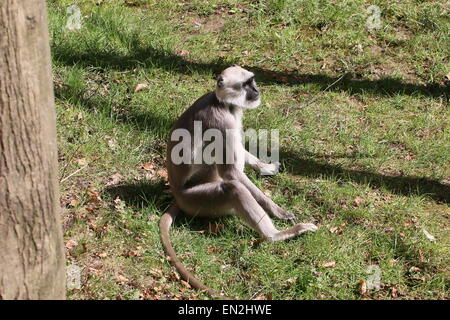 Des plaines du Nord indien entelle gris (Semnopithecus animaux singe), le repos au soleil Banque D'Images