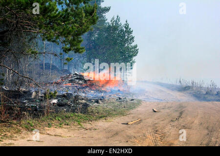 L'image d'un incendie dans une forêt Banque D'Images