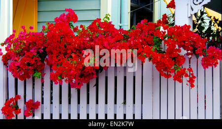 Bouganvilia Key West Banque D'Images