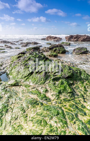 Les algues vertes sur la plage de porthtowan à Cornwall england uk Banque D'Images