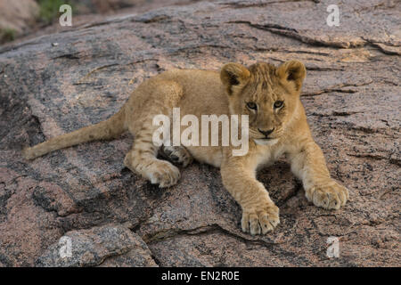 Lion cub reposant sur une colline. Banque D'Images