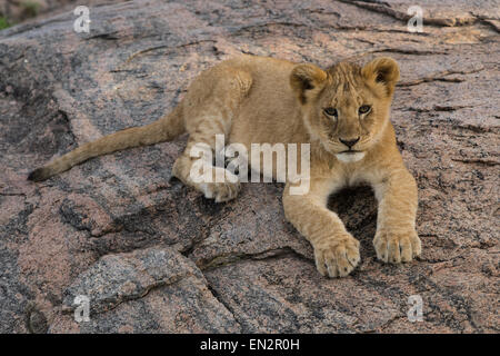 Lion cub reposant sur une colline. Banque D'Images