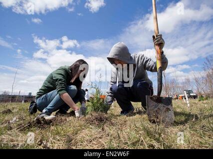 Toronto, Canada. Apr 26, 2015. Les gens prennent part à la Journée de la Terre 2015 l'événement de plantation d'arbres au Parc Downsview à Toronto, Canada, le 26 avril 2015. Certains parcs de l'Ontario a invité les gens de plantation d'arbres pour célébrer le Jour de la Terre le dimanche. Credit : Zou Zheng/Xinhua/Alamy Live News Banque D'Images