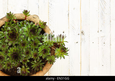 Succulentes Sempervivum calcareum en pot en céramique peint en blanc sur fond de bois Banque D'Images