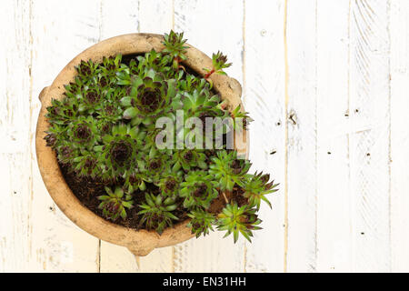 Succulentes Sempervivum calcareum en pot en céramique peint en blanc sur fond de bois Banque D'Images