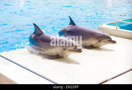 Couple de dauphins à nez de bouteille parc zoologique de l'Attique, Grèce Banque D'Images