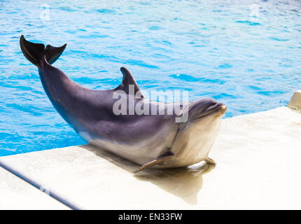 Bouteille nez Dauphin dans Attica Zoological Park, Grèce Banque D'Images