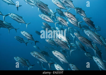 Caranges (Caranx sexfasciatus), l'école de l'île Cocos, Costa Rica Banque D'Images