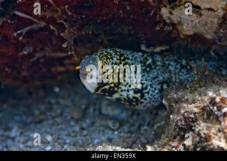 Snowflake moray (Echidna nebulosa), Bali, Indonésie Banque D'Images