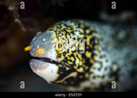 Snowflake moray (Echidna nebulosa), Bali, Indonésie Banque D'Images