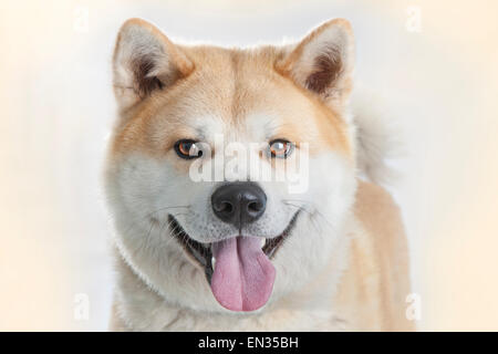 Akita Inu Banque D'Images