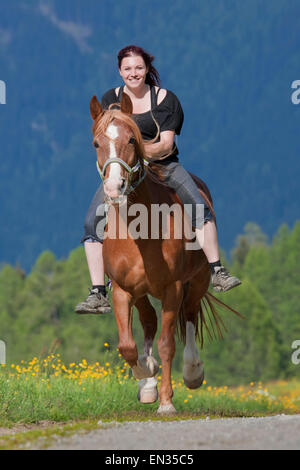 Au galop, Cavalier, bareback, sur marron Noric Pinto mix mare, Wipptal, Tyrol, Autriche Banque D'Images