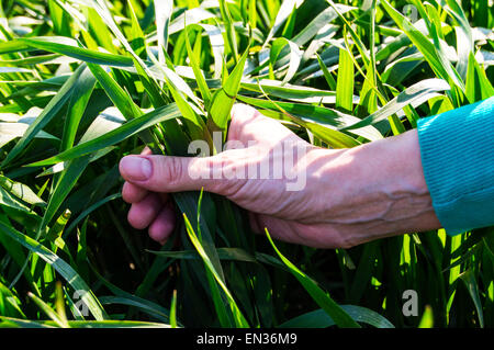 La tenue d'une plante dans sa main Banque D'Images