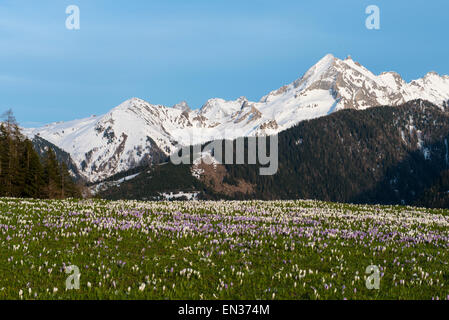 La floraison des crocus (Crocus vernus) sur la montagne Gerlos, Wechselspitze derrière la montagne, Zillertal, Tyrol, Autriche Banque D'Images