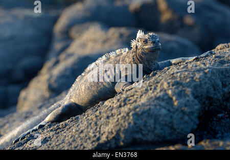 Iguane marin (Amblyrhynchus cristatus), Punta Espinosa, Fernandina Island, îles Galapagos, Equateur Banque D'Images