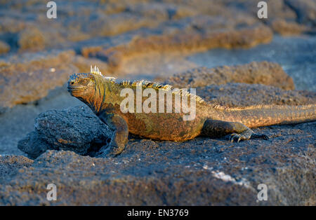 Iguane marin (Amblyrhynchus cristatus), Punta Espinosa, Fernandina Island, îles Galapagos, Equateur Banque D'Images