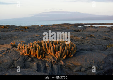 Cactus Brachycereus nesioticus (lave) dans la lumière du soir, à Punta Espinosa, Fernandina Island, îles Galapagos, Equateur Banque D'Images