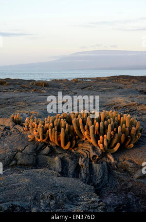 Cactus Brachycereus nesioticus (lave) dans la lumière du soir, à Punta Espinosa, Fernandina Island, îles Galapagos, Equateur Banque D'Images