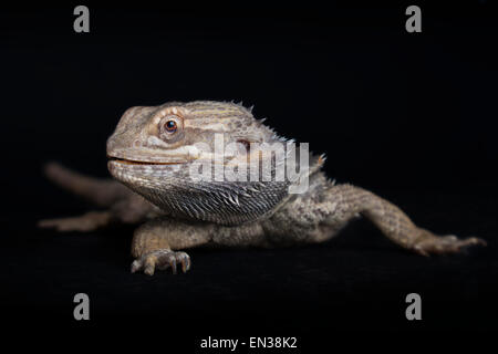 Le centre de dragon barbu (Pogona vitticeps), Banque D'Images