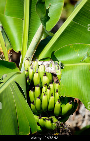 Bananier (Musa), Açores, Portugal Banque D'Images