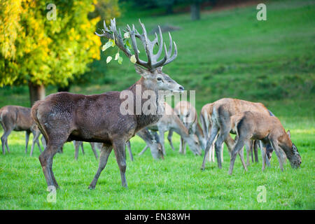 Red Deer (Cervus elaphus), cerf et biches, captive, Bavière, Allemagne Banque D'Images