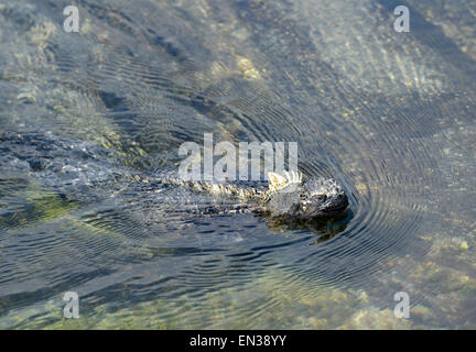 Iguane marin (Amblyrhynchus cristatus) natation, Punta Espinosa, Fernandina Island, îles Galapagos, Equateur Banque D'Images