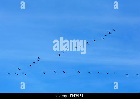 Grues cendrées (Grus grus) vol en formation dans le ciel bleu, Mecklembourg-Poméranie-Occidentale, Allemagne Banque D'Images