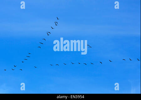 Grues cendrées (Grus grus) vol en formation dans le ciel bleu, Mecklembourg-Poméranie-Occidentale, Allemagne Banque D'Images