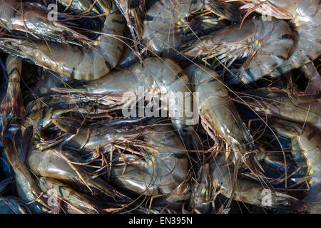 Marché aux poissons, crevettes, fort Cochin, Kochi, Kerala, Inde Banque D'Images