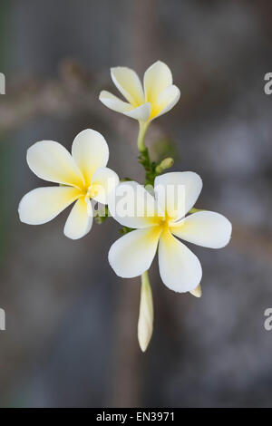 Fleurs de frangipanier (Plumeria), Kerala, Inde Banque D'Images