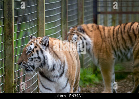 Port Lympne, Kent, UK. 25 jan 2015, tigres attendent impatiemment que keepers boîtier viande dans son crédit : Darren Attersley/Alamy Live News Banque D'Images