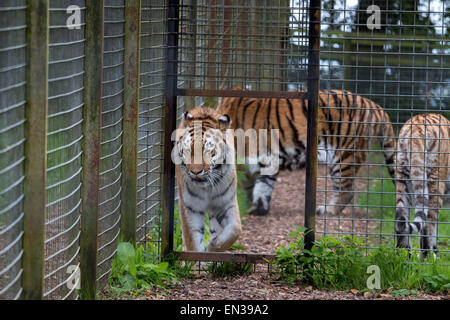 Port Lympne, Kent, UK. 25 jan 2015, tigres attendent impatiemment que keepers boîtier viande dans son crédit : Darren Attersley/Alamy Live News Banque D'Images