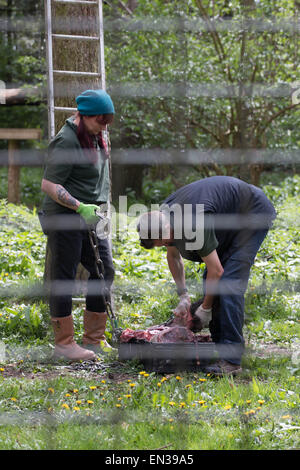 Port Lympne, Kent, UK. 25 jan 2015, tigres attendent impatiemment que keepers boîtier viande dans son crédit : Darren Attersley/Alamy Live News Banque D'Images