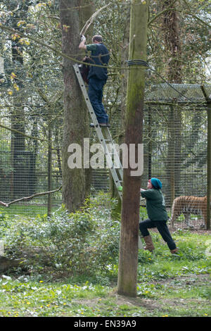 Port Lympne, Kent, UK. 25 jan 2015, tigres attendent impatiemment que keepers boîtier viande dans son crédit : Darren Attersley/Alamy Live News Banque D'Images