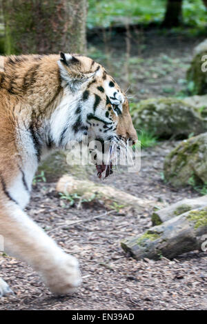 Port Lympne, Kent, UK. 25 jan 2015, des tigres dans la réserve seulement récupérer le flux une fois toutes les 2 semaines en moyenne, c'est similaire à l'alimentation naturelle des tigres dans la nature. Crédit : Darren Attersley/Alamy Live News Banque D'Images