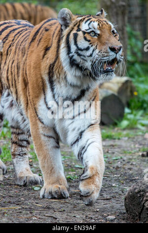 Port Lympne, Kent, UK. 25 jan 2015, des tigres dans la réserve seulement récupérer le flux une fois toutes les 2 semaines en moyenne, c'est similaire à l'alimentation naturelle des tigres patens dans la nature. Crédit : Darren Attersley/Alamy Live News Banque D'Images