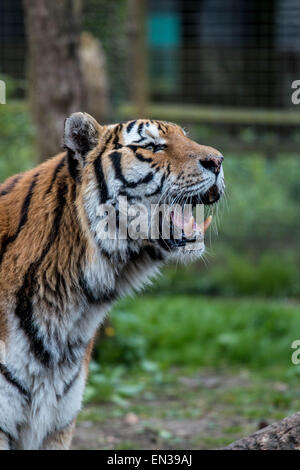 Port Lympne, Kent, UK. 25 jan 2015, des tigres dans la réserve seulement récupérer le flux une fois toutes les 2 semaines en moyenne, c'est similaire à l'alimentation naturelle des tigres patens dans la nature. Crédit : Darren Attersley/Alamy Live News Banque D'Images