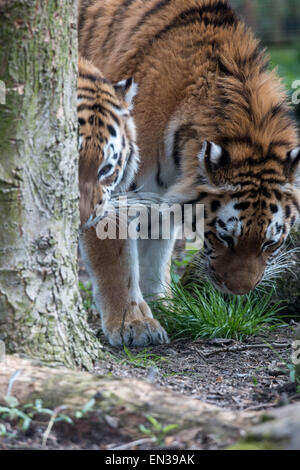 Port Lympne, Kent, UK. 25 jan 2015, des tigres dans la réserve seulement récupérer le flux une fois toutes les 2 semaines en moyenne, c'est similaire à l'alimentation naturelle des tigres patens dans la nature. Crédit : Darren Attersley/Alamy Live News Banque D'Images