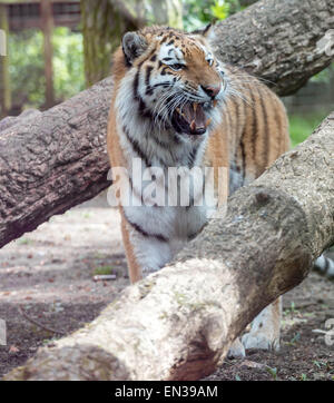 Port Lympne, Kent, UK. 25 jan 2015, des tigres dans la réserve seulement récupérer le flux une fois toutes les 2 semaines en moyenne, c'est similaire à l'alimentation naturelle des tigres patens dans la nature. Crédit : Darren Attersley/Alamy Live News Banque D'Images