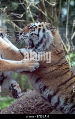 Port Lympne, Kent, UK, 25 avril 2015, le Tigre fightover la nourriture comme ils obtiennent seulement flux une fois toutes les 2 semaines en moyenne, c'est similaire à l'alimentation naturelle des tigres patens dans la nature. Banque D'Images