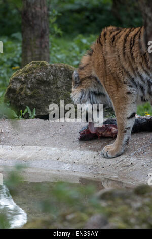 Port Lympne, Kent, UK. 25 jan 2015, des tigres dans la réserve seulement récupérer le flux une fois toutes les 2 semaines en moyenne, c'est similaire à l'alimentation naturelle des tigres patens dans la nature. Crédit : Darren Attersley/Alamy Live News Banque D'Images