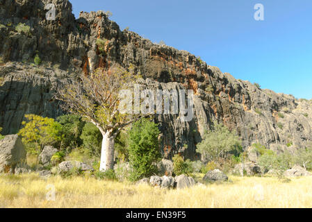 Savannah et Boab Tree, Windjana Gorge, Kimberley, Western Australia, WA, Australia Banque D'Images