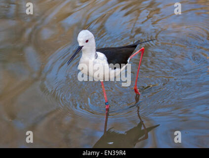 Black-Winged Stilt (Himantopus himantopus) gué Banque D'Images