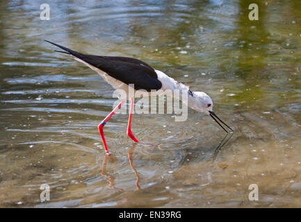 Black-Winged Stilt (Himantopus himantopus) une pataugeoire et d'alimentation Banque D'Images