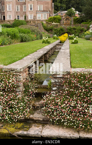 Royaume-uni, Angleterre, Somerset, Cheddon Fitzpaine, Hestercombe Gardens, rill fin plantés d'Erigeron karvinskianus blanc, rose daisies Banque D'Images