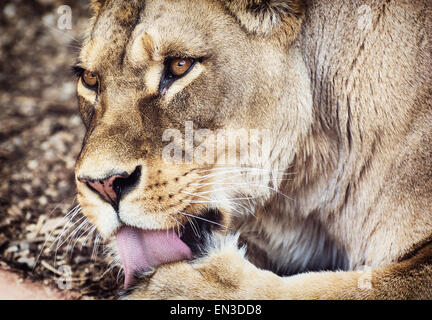 Portrait d'un lion de Barbarie (Panthera leo leo). Lionne libre. Banque D'Images