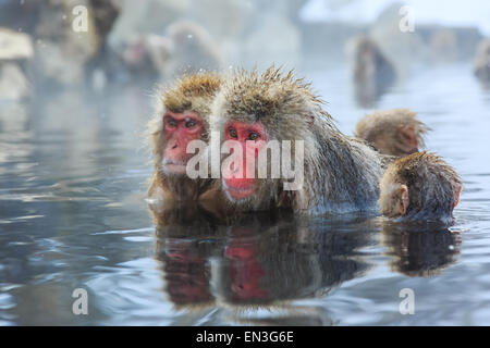 Les singes de la neige naturelle dans un onsen (source chaude), situé dans la région de Jigokudani Park, Yudanaka. Nagano au Japon. Banque D'Images