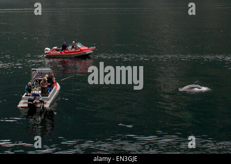 Milford Sound, Nouvelle Zélande. 3ème apr 2015. Milford Sound, Nouvelle Zélande - 3 avril 2015 - Un dauphin se produit tandis que les pêcheurs de pêche Bateaux le 3 avril 2015 à Milford Sound, Nouvelle Zélande. © dpa/Alamy Live News Banque D'Images